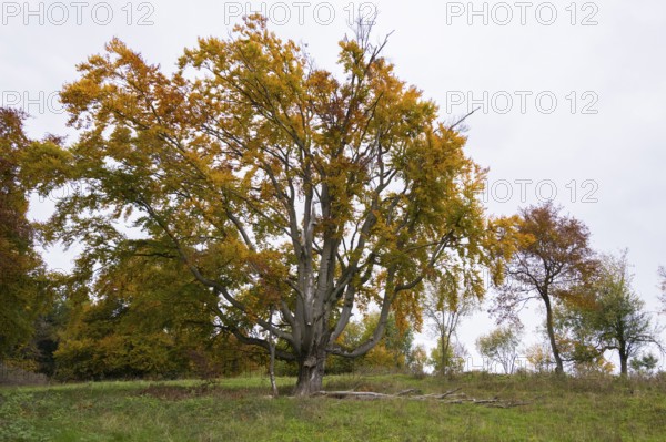 Large, bare tree with colorful autumn leaves, natural surroundings, cloudy sky, beech, Swabian Alb Biosphere Reserve, Baden-Württemberg, Germany