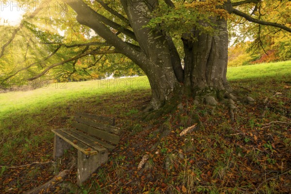 Large tree with sturdy trunk, bench in the foreground, sunshine penetrates leaves, autumnal atmosphere, beech, Swabian Alb biosphere reserve, Baden-Württemberg, Germany
