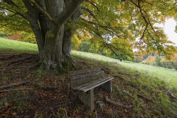 Bench in front of a mighty tree with sprawling roots, surrounded by autumn leaves, quiet natural scenery, beech, Swabian Alb biosphere reserve, Baden-Württemberg, Germany