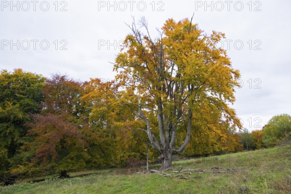 Large tree with autumn leaves, surrounded by meadows and colorful trees, natural scenery, beech trees, Swabian Alb Biosphere Reserve, Baden-Württemberg, Germany