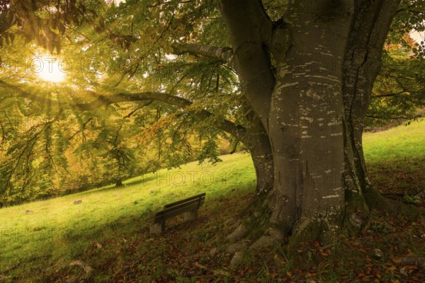Sunset behind a tree with a bench in a meadow, Beech, Swabian Alb Biosphere Reserve, Baden-Württemberg, Germany