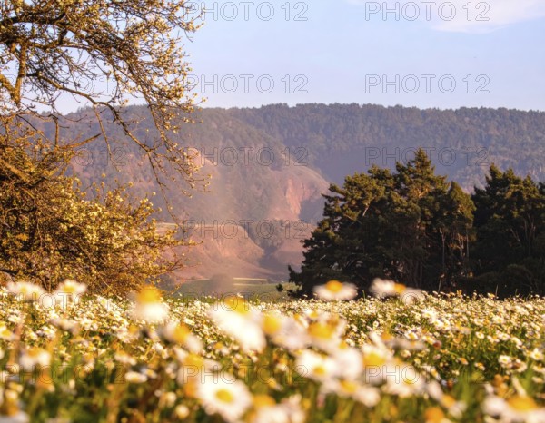 A sunlit meadow with daisies against a forest backdrop under a blue sky, Late summer country landscape with daisies meadow and sunbeams, forest in blurred background, hilly landscape in sunrise or sunset, tranquil nature template or poster for beauty of nature, AI generated