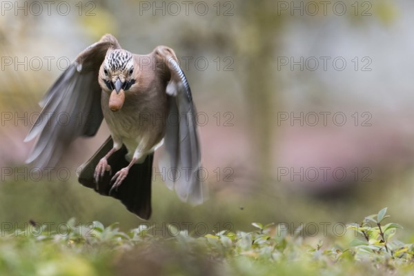 A jay (Garrulus glandarius) in flight with an acorn in its beak. He has his wings pointed downwards, Hesse, Germany