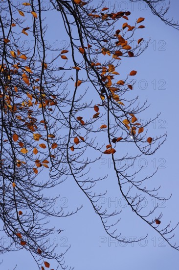 Last leaves on a beech tree in autumn against a blue sky, Germany