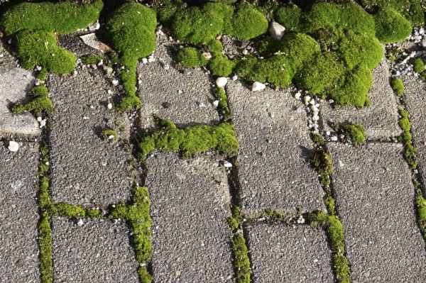 Path with paving stones and moss, autumn, Germany