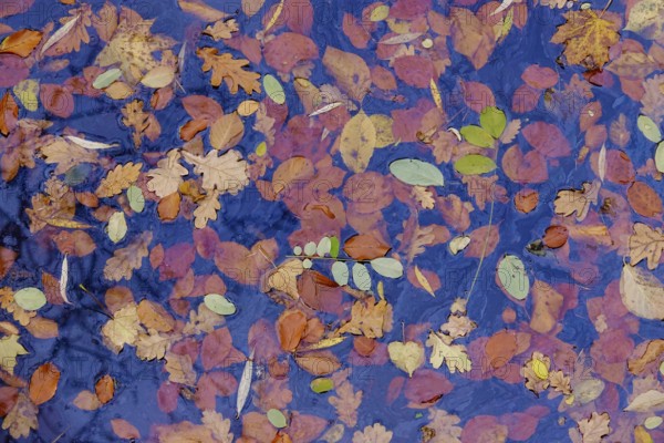 Autumn leaves in a lake, Germany