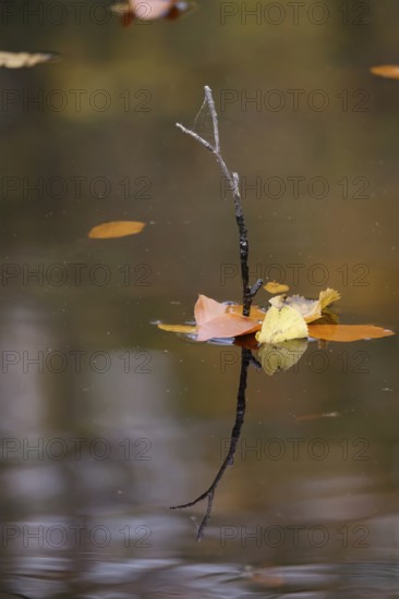 Autumn leaves in a lake, Germany