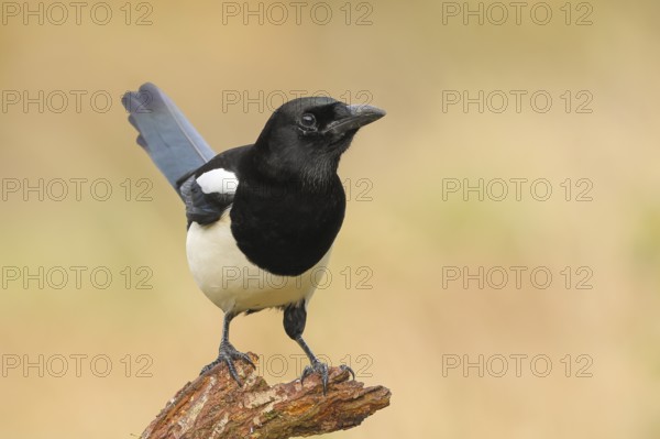 Magpie, (Pica pica) sitting on a branch with black and white feathers, wildlife, corvids, nature photography, Siegerland, North Rhine-Westphalia, Germany