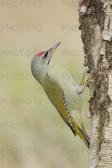 Grey woodpecker (Picus canus), male on a birch tree, wildlife, woodpeckers, nature photography, Neunkirchen, autumn, Siegerland, North Rhine-Westphalia, Germany