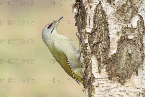 Grey woodpecker (Picus canus), male on a birch tree, wildlife, woodpeckers, nature photography, Neunkirchen, autumn, Siegerland, North Rhine-Westphalia, Germany