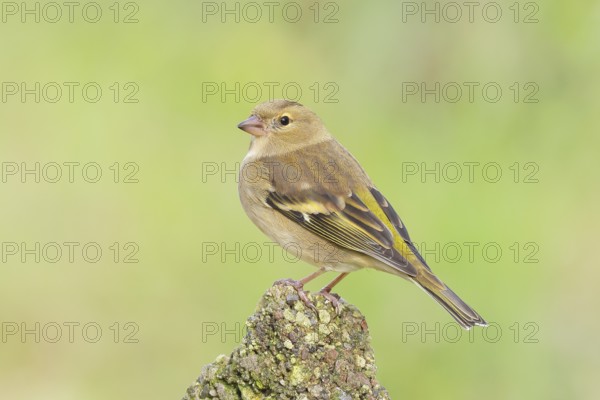 Chaffinch (Fringilla coelebs), adult female sitting on a stone in the garden, wildlife, animals, birds, songbird, nature photography, Siegerland, North Rhine-Westphalia, Germany
