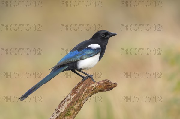 Magpie, (Pica pica) sitting on a branch with contrasting blue, black and white feathers, wildlife, corvids, nature photography, Siegerland, North Rhine-Westphalia, Germany