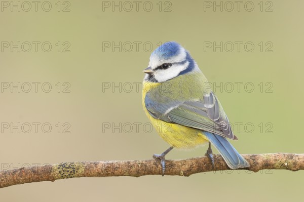 Blue tit (Parus caeruleus) sitting on a branch, wildlife, animals, birds, tit, Siegerland, North Rhine-Westphalia, Germany