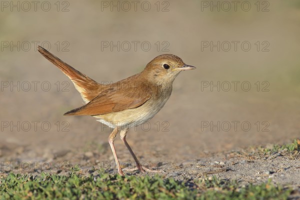 Nightingale (Luscinia megarhynchos) standing on the ground, wildlife, animals, birds, songbird, nature photography, Lake Neusiedl National Park, Seewinkel, Burgenland