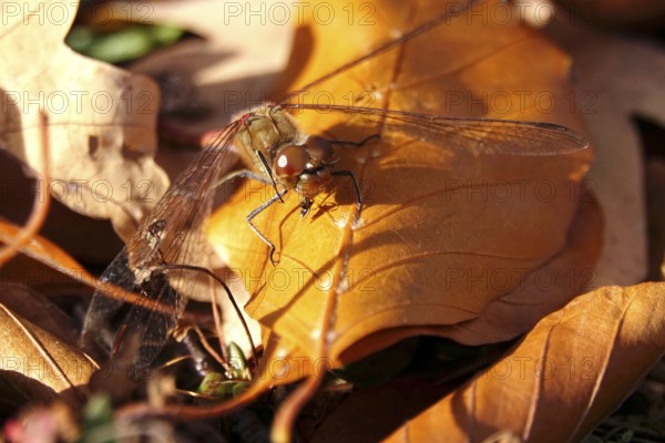 Dragonfly with prey on an autumn leaf, Germany
