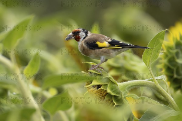 European goldfinch (Carduelis carduelis) adult bird feeding on a sunflower seed in a field of sunflowers, England, United Kingdom