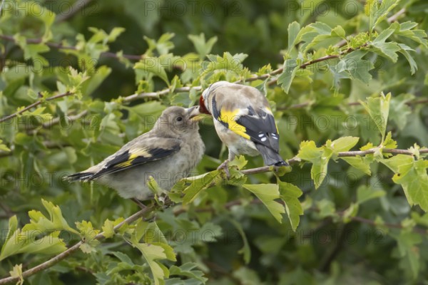 European goldfinch (Carduelis carduelis) adult bird feeding a juvenile baby fledgling in a hedgerow, England, United Kingdom