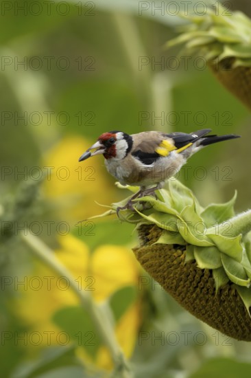European goldfinch (Carduelis carduelis) adult bird feeding on a sunflower seed in a field of sunflowers, England, United Kingdom