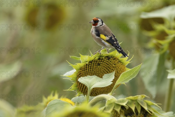 European goldfinch (Carduelis carduelis) adult bird on a sunflower seedhead in a field of sunflowers, England, United Kingdom