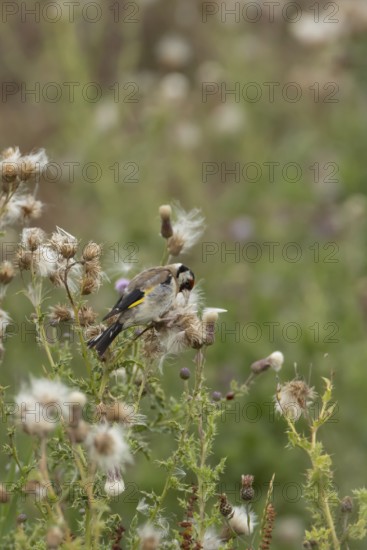 European goldfinch (Carduelis carduelis) adult bird feeding on a Creeping thistle seedheads, England, United Kingdom
