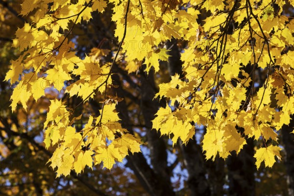 Yellow maple leaves in autumn forest, Acer, Mondsee, Salzkammergut, Upper Austria, Austria