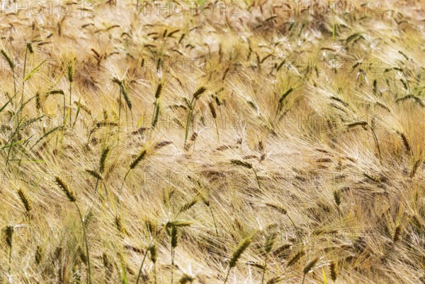 Barley, Hordeum vulgare, barley field, Mondseeland, Salzkammergut, Upper Austria, Austria