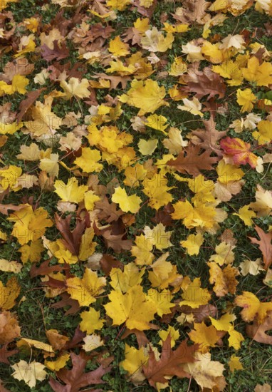Colourful maple leaves lie on the ground, acer, leaves, autumn, Mondseeland, Salzkammergut Austria