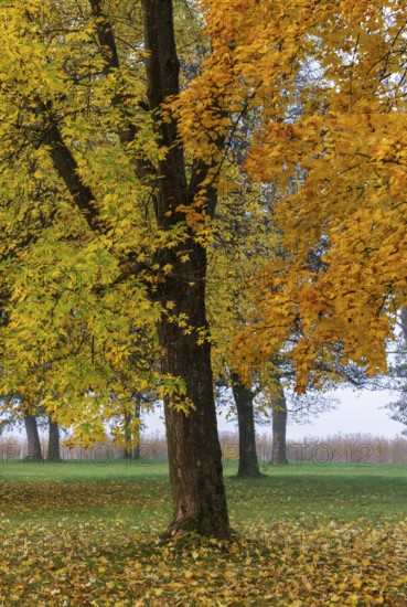 Park with colorful maple trees, leaves lying on the ground, Acer, autumn, Mondseeland, Salzkammergut Austria