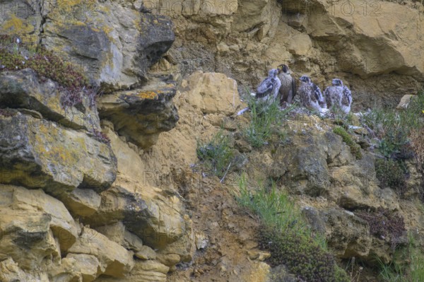 Peregrine falcon (Falco peregrinus), adult female in her habitat feeding nestlings in picturesque rocky scenery, biosphere area, Swabian Jura, Baden-Württemberg, Germany