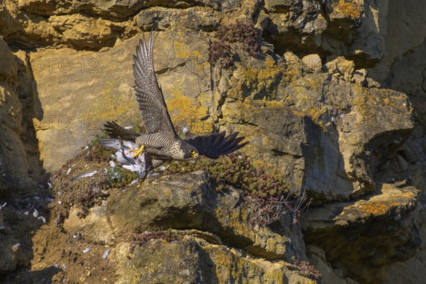 Peregrine falcon (Falco peregrinus), adult female flying with prey in picturesque rocky scenery, biosphere area, Swabian Jura, Baden-Württemberg, Germany