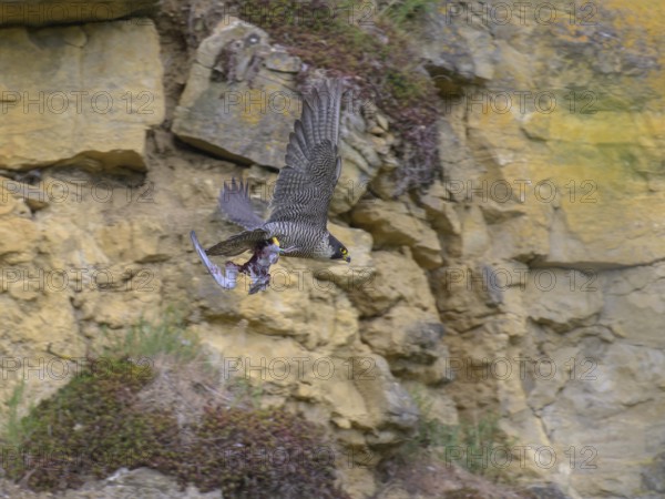 Peregrine falcon (Falco peregrinus), adult female flying with prey in front of picturesque rocky backdrop, biosphere area, Swabian Jura, Baden-Württemberg, Germany