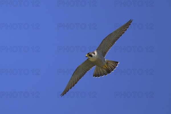Peregrine falcon (Falco peregrinus), adult male flying against a blue sky, biosphere area, Swabian Jura, Baden-Württemberg, Germany