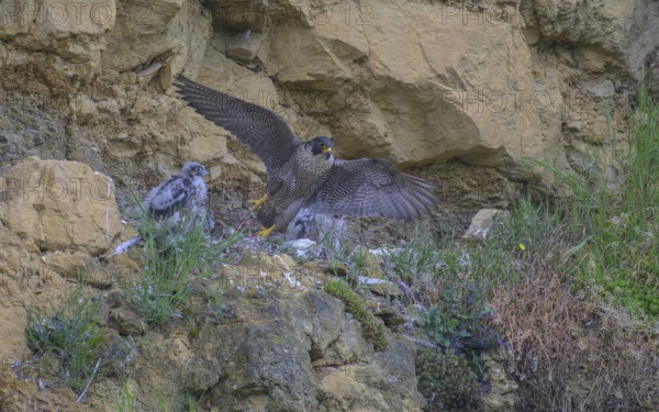 Peregrine falcon (Falco peregrinus), adult female taking off from Felsenhorst after feeding nestlings in picturesque rocky scenery, biosphere area, Swabian Jura, Baden-Württemberg, Germany