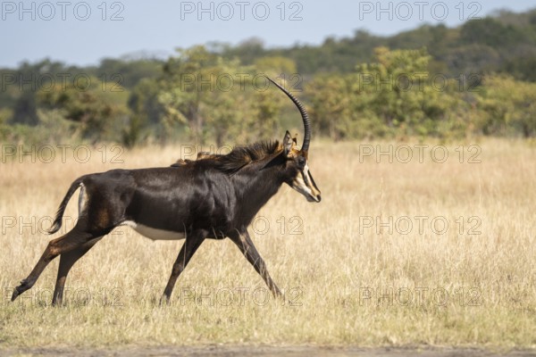 Sable Antelope (Hippotragus niger), side view of animal running to the right. Chobe National Park, Botswana