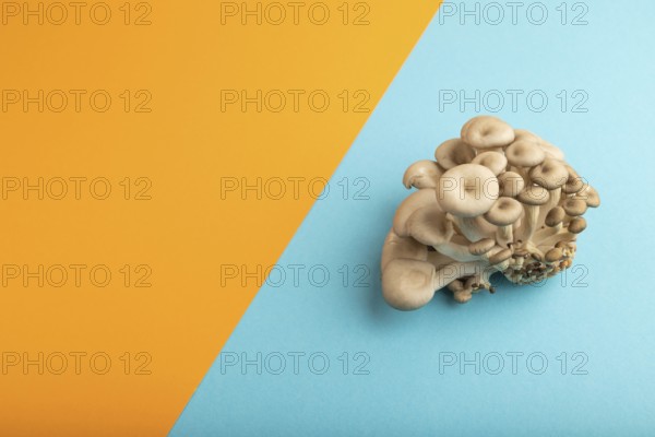 Raw Oyster mushroom, Pleurotus ostreatus on blue and orange pastel paper background. Side view, copy space, minimalism