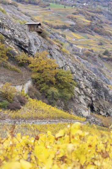 Terraced grape vineyards, small hut on the hill. Autumn colours in the Rhone Valley. Colourful yellow orange image. Valais, Switzerland
