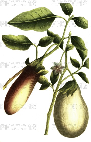 Solanum pomiferum, type of tomato, illustration, reproduction from a 19th century model. Authentic, file restored for optimal use, exact date of submission unknown