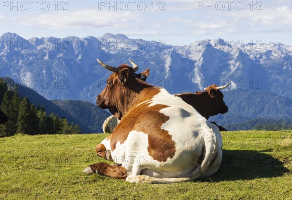 Cattle on pasture, Hochzinkenalm, Postalm, Osterhorn Group, Salzkammergut, Province of Salzburg, Austria