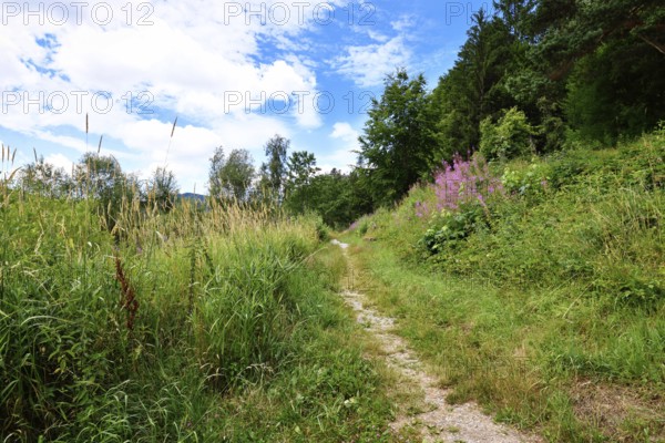Hiking trail with Rosebay Willowherb wildflowers in Schwarzenbach Reservoir in Black Forest in Forbach in Germany