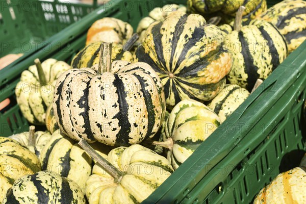 Sweet dumpling squashes in green crate at autumn market
