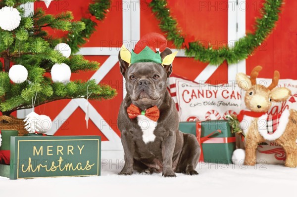 French Bulldog dog wearing Christmas elf costume hat and bow tie between festive decoration