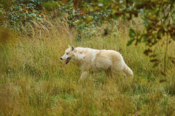 A white wolf is moving through an autumn meadow and seems to be exploring something, Arctic wolf (Canis lupus arctos)