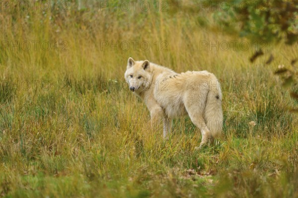Wolf looks back over his shoulder in an open, autumnal environment, Arctic wolf (Canis lupus arctos)