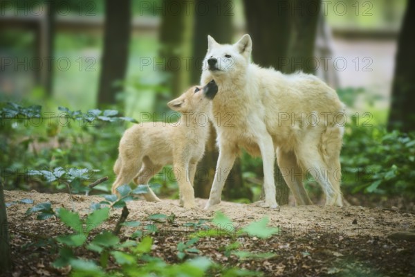 The puppy shows trust in an adult wolf, Arctic Wolf (Canis lupus arctos)