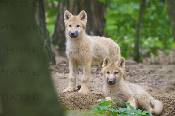 Two puppies curiously explore the forest, Arctic wolf (Canis lupus arctos)
