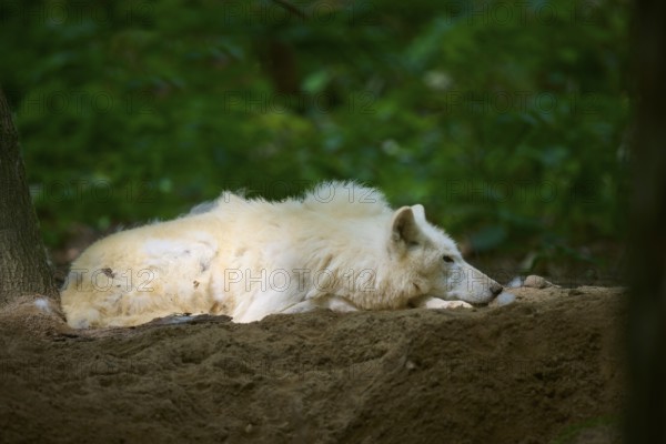 A white wolf is resting relaxed on the forest floor, Arctic wolf (Canis lupus arctos)