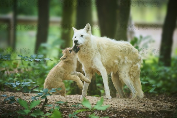 A puppy plays and interacts with an adult wolf, Arctic Wolf (Canis lupus arctos)