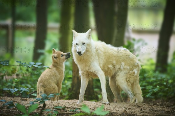 A puppy and an adult wolf stand in a green forest, Arctic wolf (Canis lupus arctos)