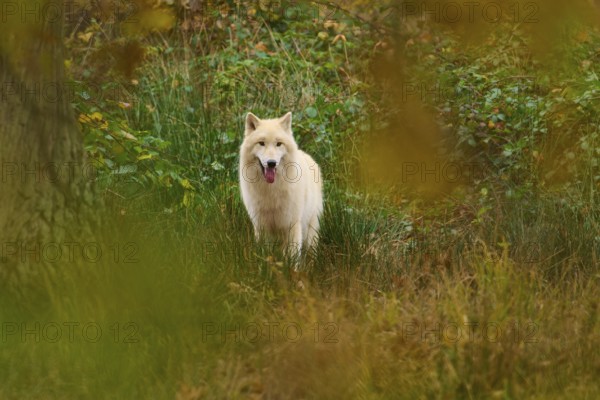 A white wolf looks out of thick vegetation and awakens a sense of curiosity, Arctic wolf (Canis lupus arctos)