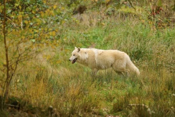 A wolf roams a meadow covered with tall grass in autumn, Arctic wolf (Canis lupus arctos)